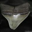 Posterior Megalodon Tooth - Inches #688-1